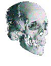 skull""